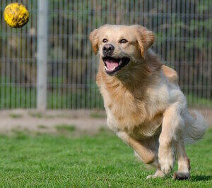 golden-retriever